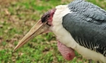Marabu