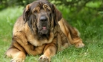Mastiff
