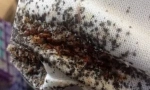 Măsuri de prevenire de la bedbugs în apartament