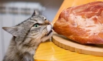 Carne pentru pisică