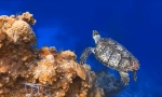 Turtle marine: fapte interesante despre cele mai vechi reptile ale planetei