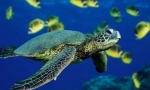 Turtle de mare