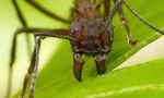 Ant-coloane