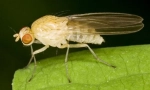 Flush drosophila