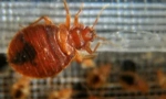 Remedii populare de la bedbug-uri de origine