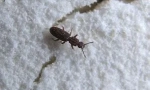 Insecte în făină și crupă