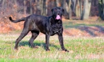 Neapolitan mastiff (foto): un gardian grozny cu un suflet bun