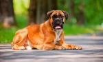 Boxer german (foto): câine prietenos și apărător fără teamă