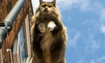 Norvegian forest cat (foto): bunătate, închisă în caracter nordic