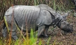 Rinoceros indian