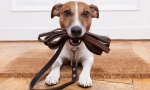 Despre câine leashes