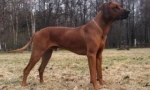 Despre rhodesian ridgeback
