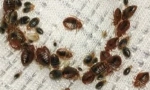 Procesarea de ceață rece de la bedbugs