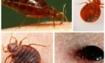 Procesarea apartamentului de la bedbugs de o organizație specializată