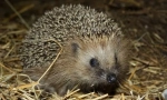 Hedgehog obișnuit