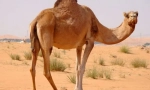Camel cu o singură arsură