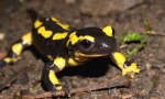 Focul salamander