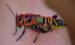 Insecte de colorat