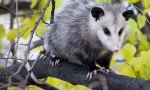 Opossum