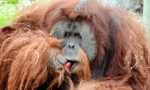 Orangutan sumarian