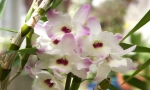 Orhidee dendrobium