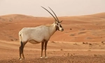 Oryx zahar