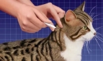 Droguri caracteristici directe spot-on cat
