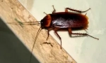 Unde și de ce gândacii apar acasă