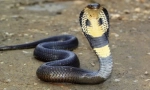 Unde a otravă cobra