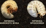 Diferența dintre larvele bronzului și a lui beetle may