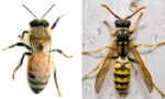 Diferențele de albine din viespe