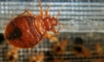 Pilula pentru distrugerea eficientă a bedbugs la domiciliu