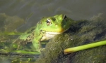 Lacul frog