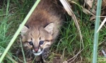 Pampas cat: fluffy predator din america