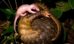 Pangoline - un animal neobișnuit similar cu o ciocnire de molid