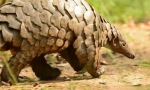 Pangolină