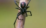 Spider negru văduvă: descrierea și stilul de viață