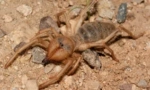 Falang spider (cămilă): descriere și caracteristici