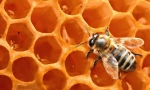 Ceara de albine