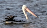 Pelican