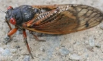 Cicada periodică