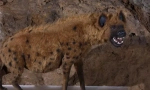 Pestera hyena