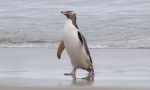 Penguin superb