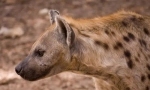 Hyena spotted
