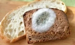 Ciuperci de mucegai pe pâine și cauze ale aspectului lor
