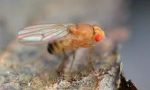 Fructe de zbor de drosophila