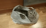 De ce pisica linge pachetele de polietilenă și cum să-l înțămiți din acest obicei