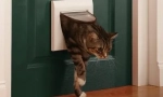 De ce pisicile noastre nu-i plac ușile închise?