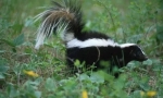De ce skunk miroase rău?
