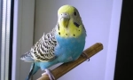 De ce papagalul ondulat tremură și se agită